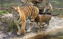 Une mère tigre Amur et ses petits